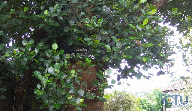 ‍ඓතිහාසික පැණි වරකා ගස - විෂ්ණු දේවාලය