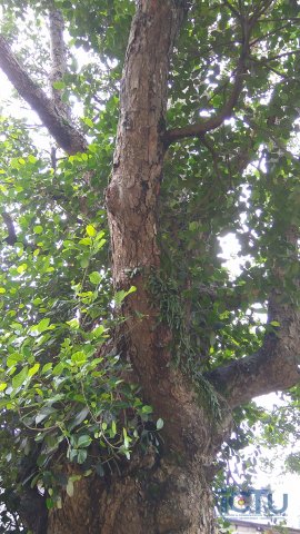 ‍ඓතිහාසික පැණි වරකා ගස - විෂ්ණු දේවාලය