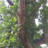 ‍ඓතිහාසික පැණි වරකා ගස - විෂ්ණු දේවාලය